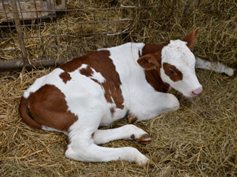 Buzağı-malak desteği için MİT'ten rapor beklenecek
