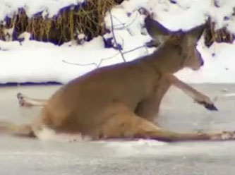 Donmuş göle düşen geyik yavrusunu zor kurtardılar
