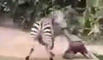Hayvanat Bahçesindeki zebra çıldırdı
