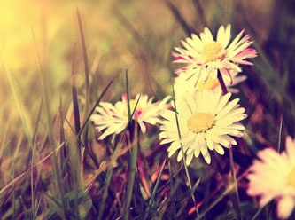 'İnfaz koruma memuru elinde üç dal papatya ile geldi...'