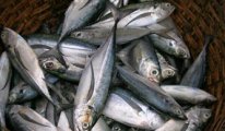 Covid-19 aşısı olmayan balıkçılara av yasağı