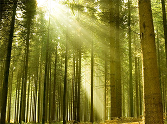 O şehirde ormanlık alanlara girişler yasaklandı