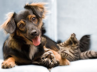 Hollanda'da evcil hayvanlara virüs bulaştı