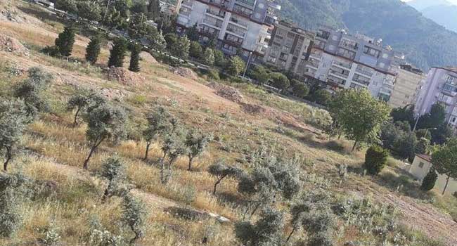 AKP’den çok tartışılacak teklif: Zeytinliklerde madenciliğe yeşil ışık