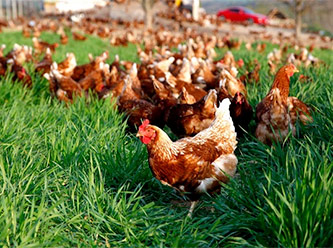 İngiltere'de kuş gribinde olan gezen tavukları vurdu