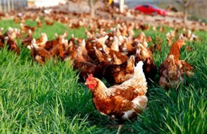 Türkiye'de toplu ölümlerde kuş gribi izine rastlandı!