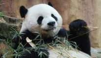 Çin dev pandaları soyları tükenmekte olan hayvanlar listesinden çıkardı