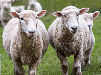 AB'de ilk koyun vebası Türkiye sınırında çıktı