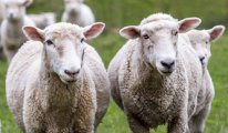 300 koyun dağıtımı projesi başladı ama bir sorun var...