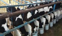 Süt üreticilerine ödenen prim 25 kuruştan 10 kuruşa düşürüldü: 'Bütçede para yok'