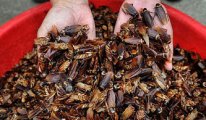 Çin devasa çiftliklerde neden hamam böceği üretiyor?