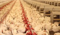 Sadece Marmara ve Ege'de 870 tavuk üreticisi dükkanı kapattı