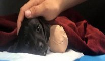 Seçim geçince yavru köpekle ilgili kepçe operatörü tahliye edildi