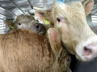 Türkiye'nin canlı hayvan ticaretinin şoke eden yüzü