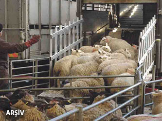 İzmir Bergama'da 20 mahalle veba karantinası altına alındı