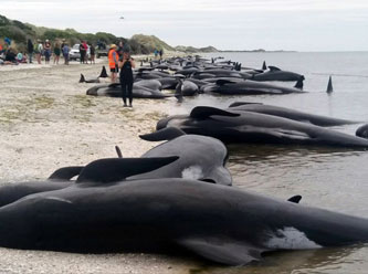 İncelenen her deniz canlısında plastik kalıntısı bulundu