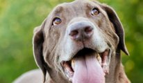 Koronavirüs'ü köpekler mi tespit edecek?