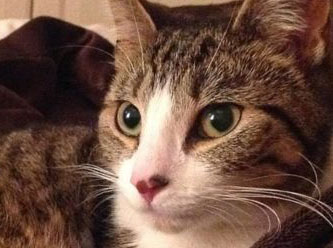 Beş yıldır kayıp olan kedi geri döndü