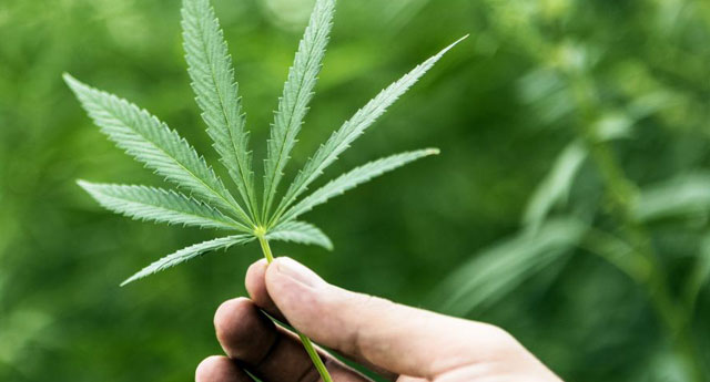 21 İlde kenevir üretim izni!