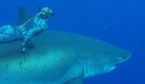 Dikkat, görüntü fotoşop değildir! 6 metrelik köpekbalığı şöyle bir uğrayıp gitti