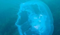 Avustralya’da 2.5 metrelik denizanası bulundu