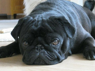 Vergi borcu nedeniyle haczedilen köpek eBay'de satıldı