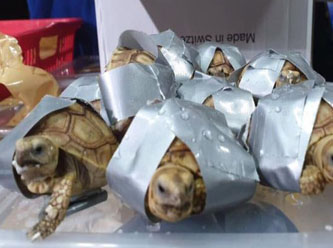 Koli bandına sarılı halde 1500 kaplumbağa bulundu