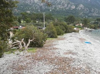 Dünyaca ünlü Akbük Koyu'nda ağaç katliamı