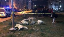 Ankara’daki katliamda ölen köpek sayısı 16’ya çıktı