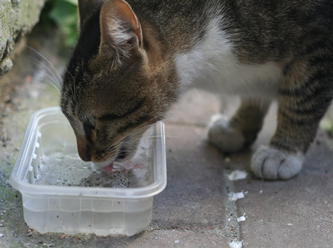 Korona virüs insanlardan hayvanlara geçebiliyor mu ?