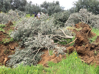 İzmir Ödemiş’te zeytin ağacı katliamı...