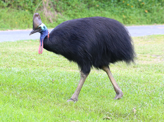 ABD'de bir adam beslediği 'dev kuş' tarafından öldürüldü