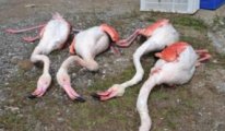 Onlarca flamingoyu ne veya kim öldürdü?
