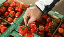 Rusya, Türkiye’den getirilen 21 ton domatesi güve bulunduğu gerekçesiyle geri çevirdi