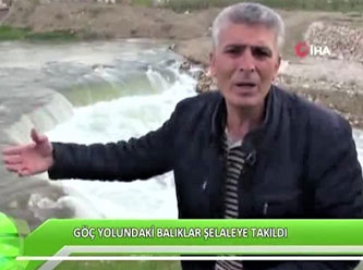 Göç yolundaki balıklara boru engeli!