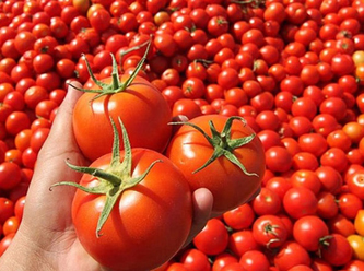 Tarım ve Orman Bakanlığı'ndan domates ihracatına kısıtlama