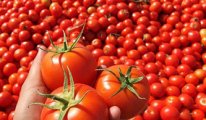 Tarım ve Orman Bakanlığı'ndan domates ihracatına kısıtlama