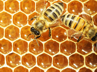 AB'den Türkiye'yi de ilgilendiren bal düzenlemesi