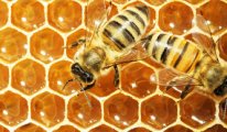 Depremden arılar da etkilendi: Bal yapamadılar