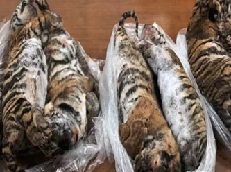 Operasyonda 7 dondurulmuş kaplan ele geçirildi!