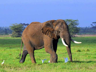Hindistan'da leopar ve fil saldırısı: 5 ölü...