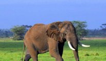 Botsvana'da toplam 350 fil gizemli bir şekilde öldü