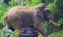 Tayland'da turistlerle 'selamlaşmak' isteyen fil, otomobili ezdi!
