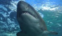 Kaybolan turistin eli ve alyansı köpekbalığının midesinde bulundu