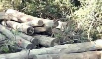 Kaz Dağları'nda yeni ağaç katliamı iddiası