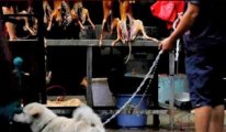 Çin köpek eti yemeyi yasaklayacak