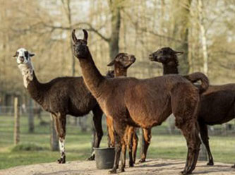 "Kış" isimli 4 yaşındaki lama Korona'ya çare olabilir mi?