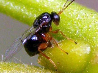 Katil arılar Türkiye'de görüldü