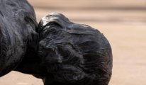 ABD'de Kristof Kolomb'un heykeli yıkıldı