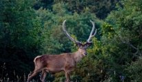 Eskişehir'de geyik avı ihalesine durdurma kararı çıktı